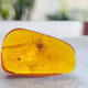 The amber fossil containing the well-preserved Cretaceous crab.